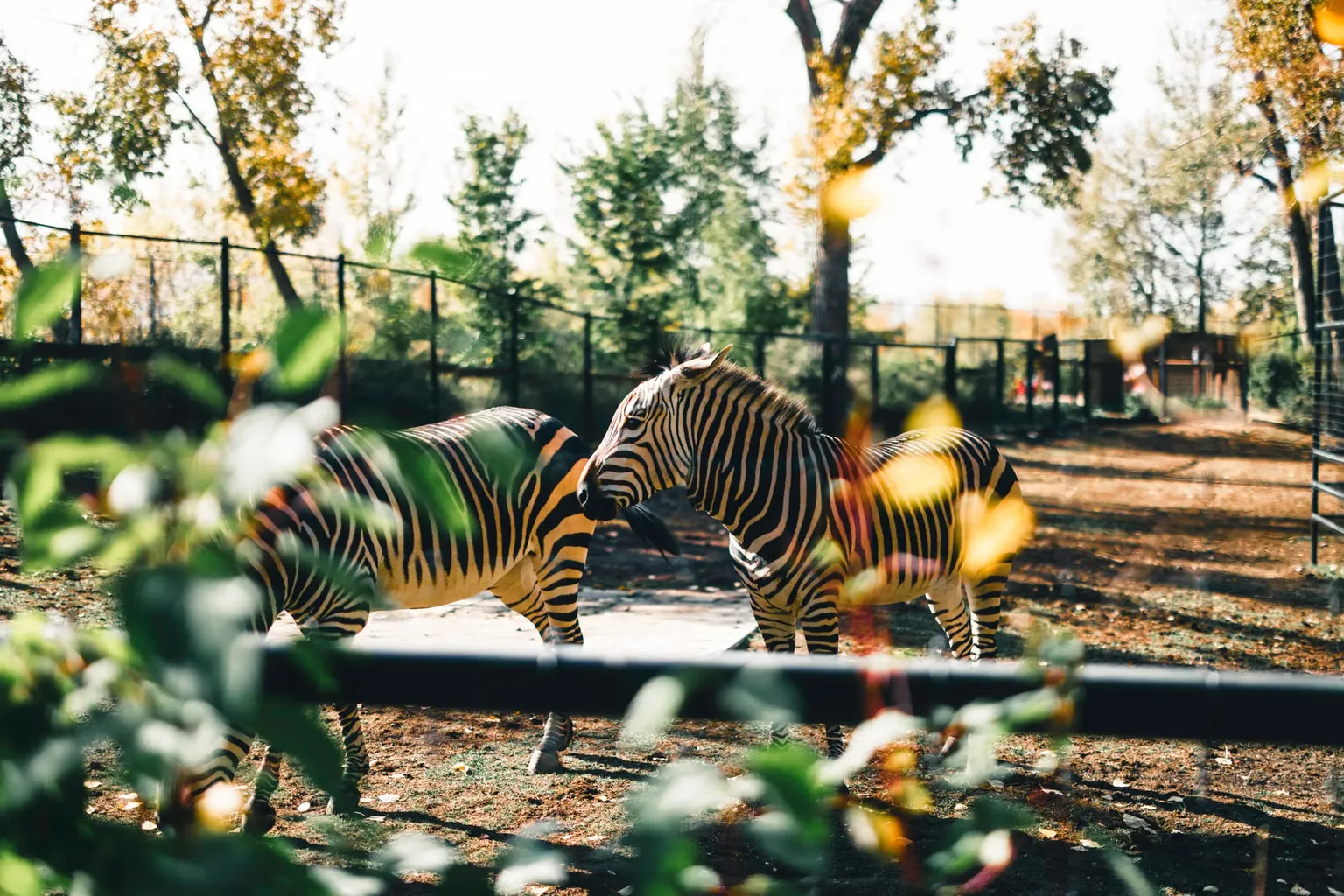 Calgary Zoo Tickets: Checkliste für die Online-Buchung