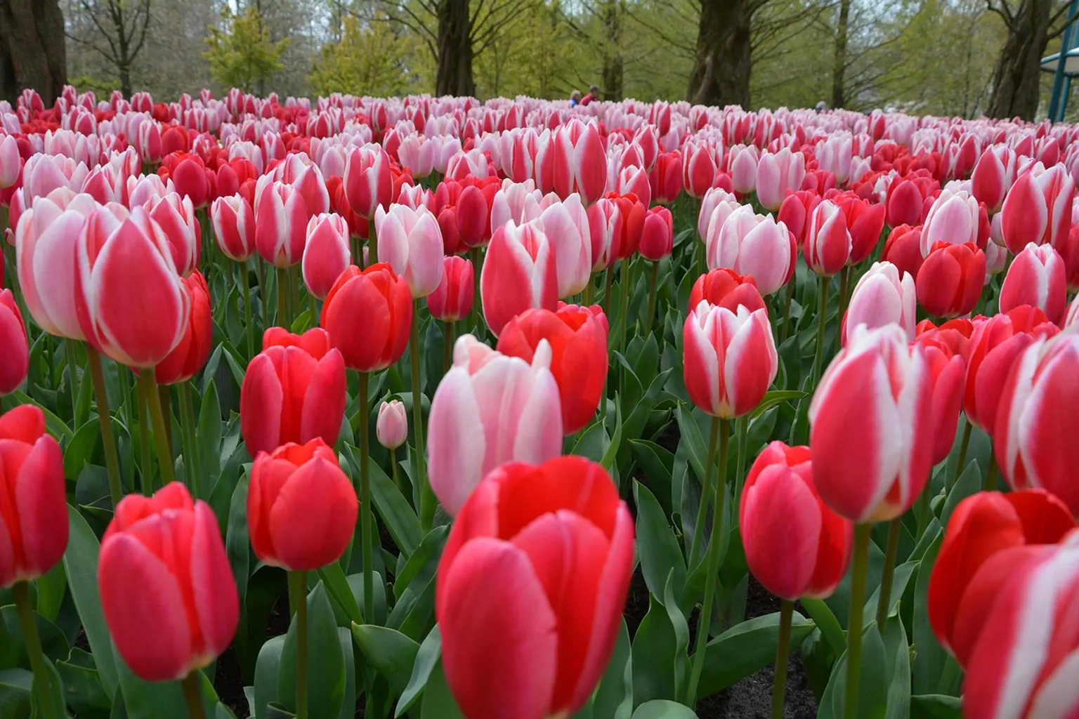 Tickets kaufen Keukenhof: Kostenfallen und Zeitfresser vermeiden