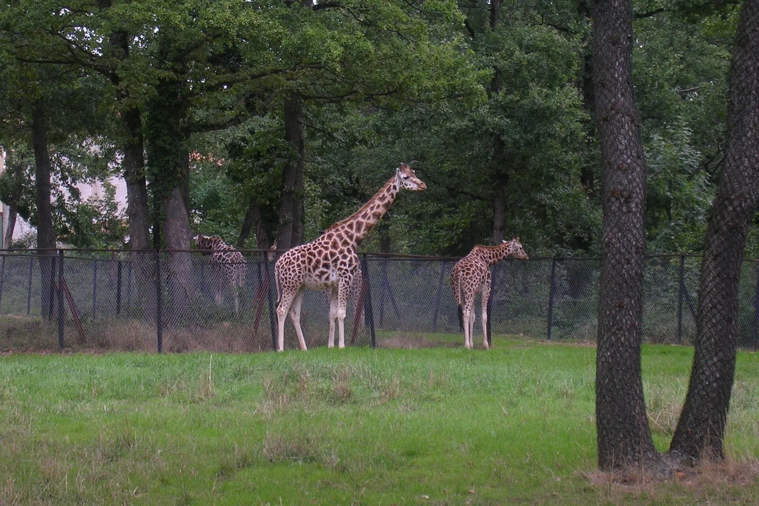 Safari de Peaugres Tickets: Welche Option passt zu Ihnen?